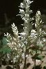 <em>Cephalanthera austiniae</em>